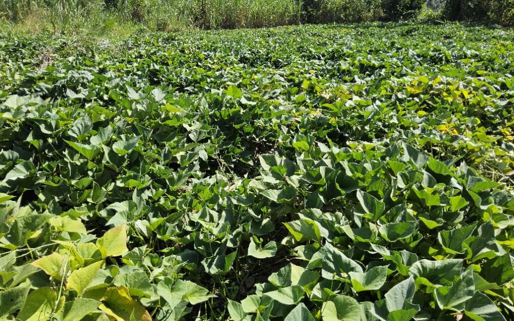 The best sweetpotato variety for animals to plant this season from itungo pastures