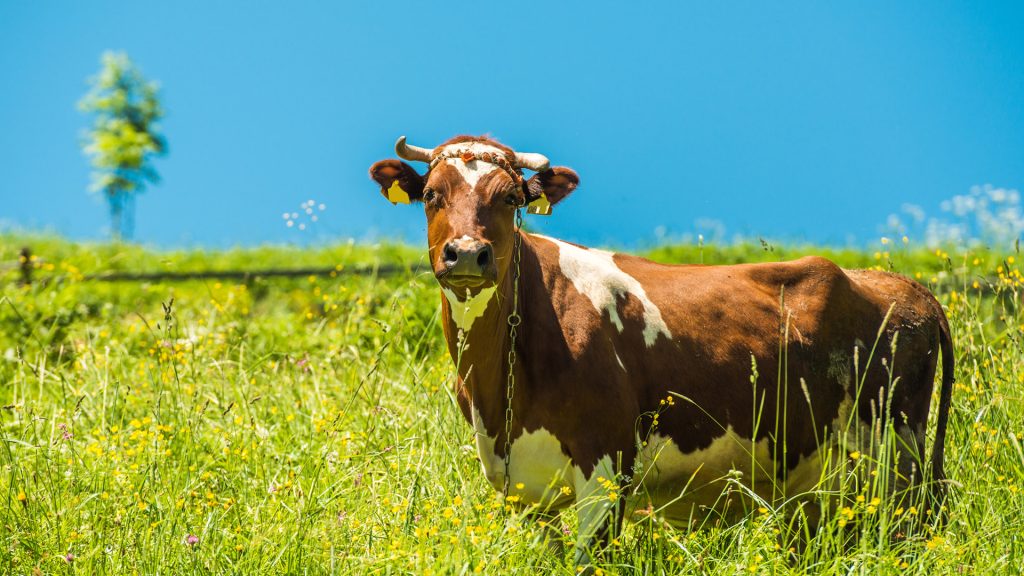 Boost milk and beef yields by cultivating specific forages. ITUNGO PASTURES demonstrates planting and harvesting techniques for various drought-resistant and high-biomass options, including legumes. Proper land preparation and manure application are also discussed for optimal forage production.